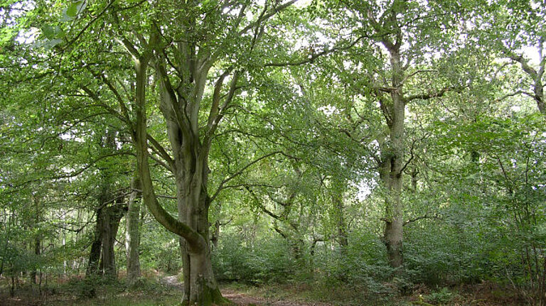 Save the New Forest: say NO to Southampton merger